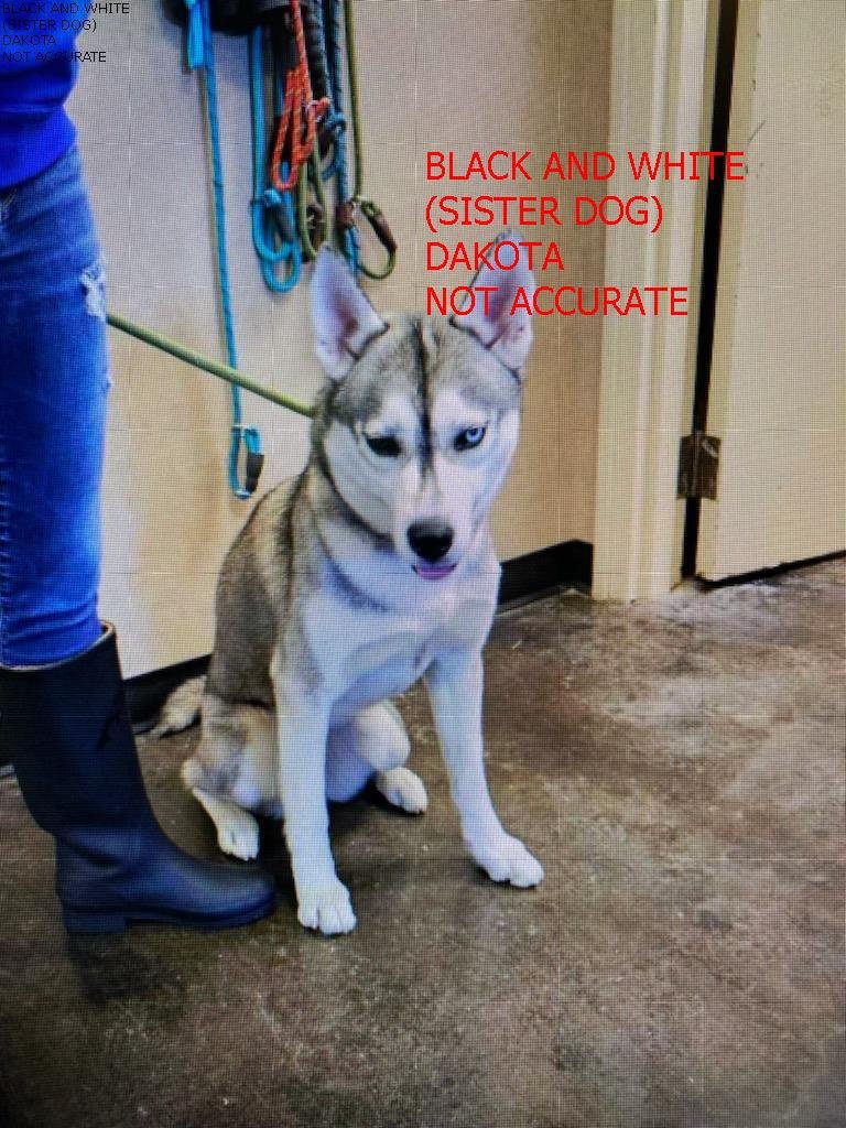 DAKOTA - Husky available for adoption
