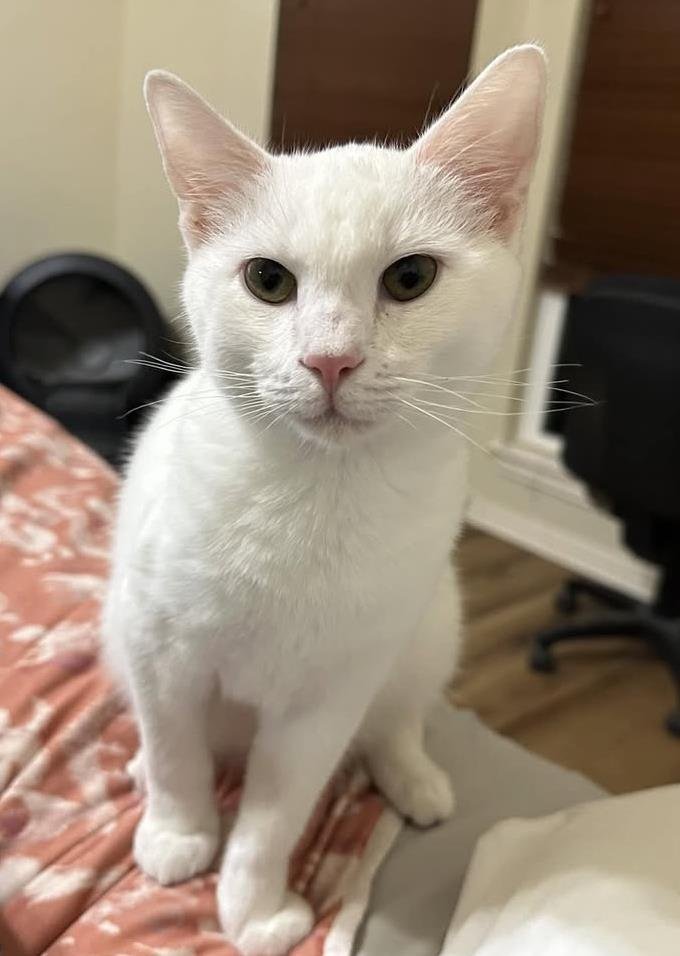 HARRISON - Domestic Short Hair available for adoption