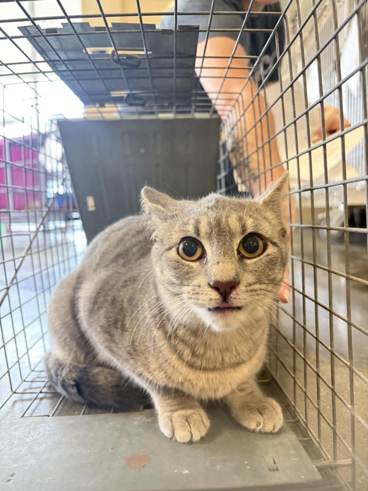 ELIJAH - Domestic Short Hair available for adoption