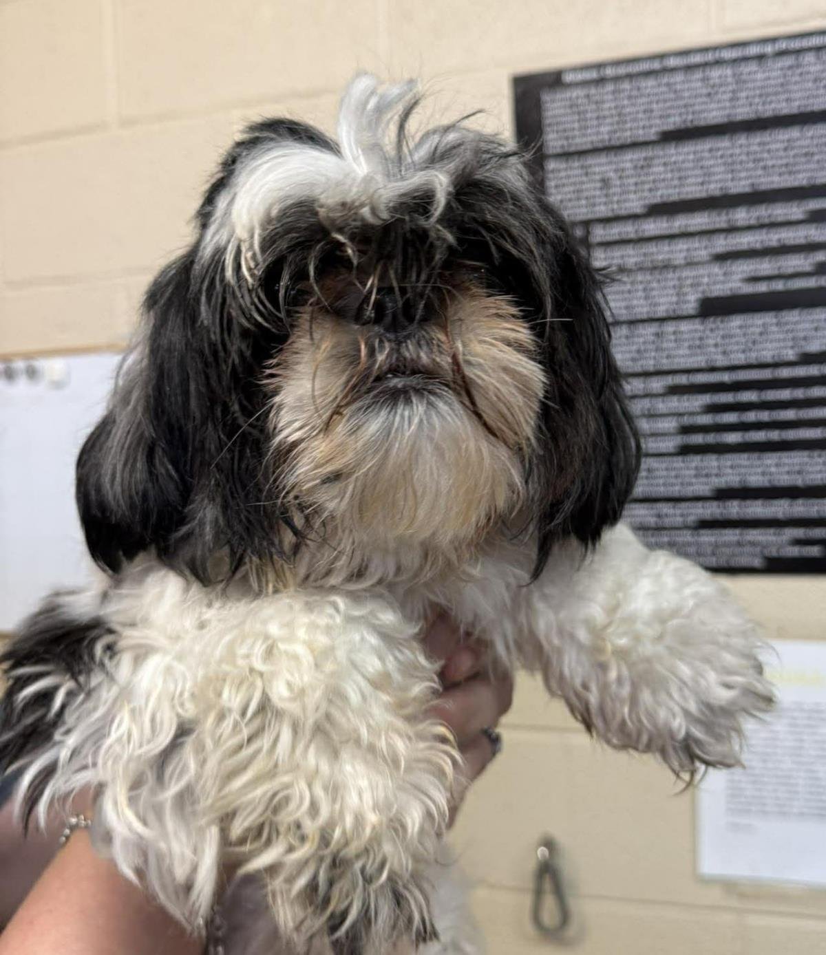 FOUND STRAY: BABY - Shih Tzu available for adoption