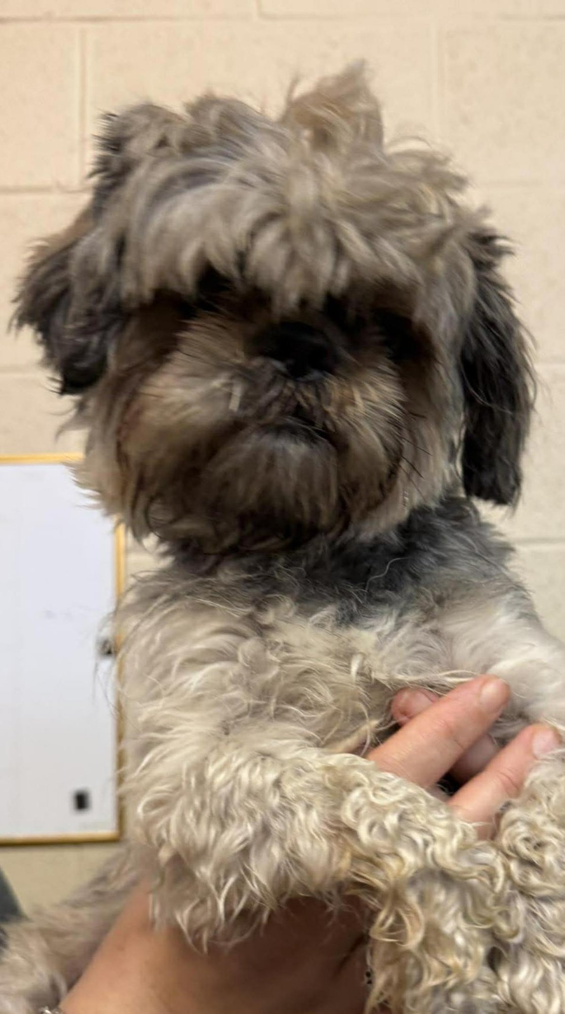 FOUND STRAY: CHICO - Shih Tzu available for adoption