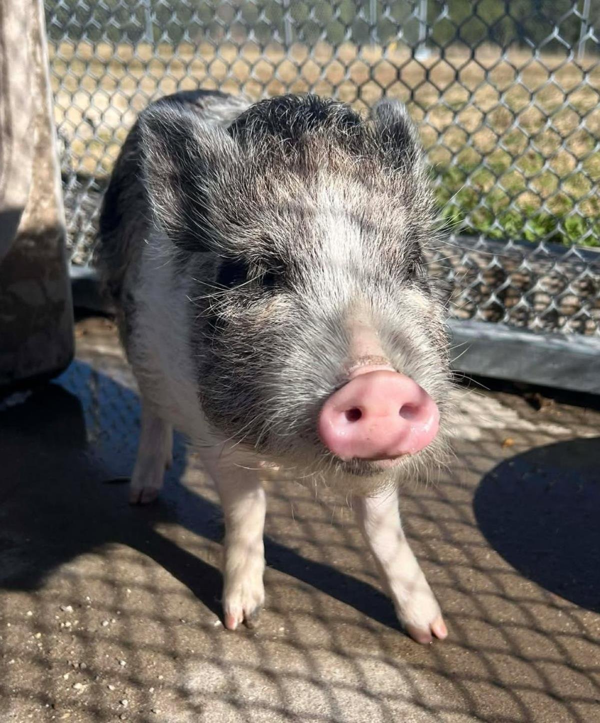 FOUND STRAY: HAMLET - Pot Bellied available for adoption