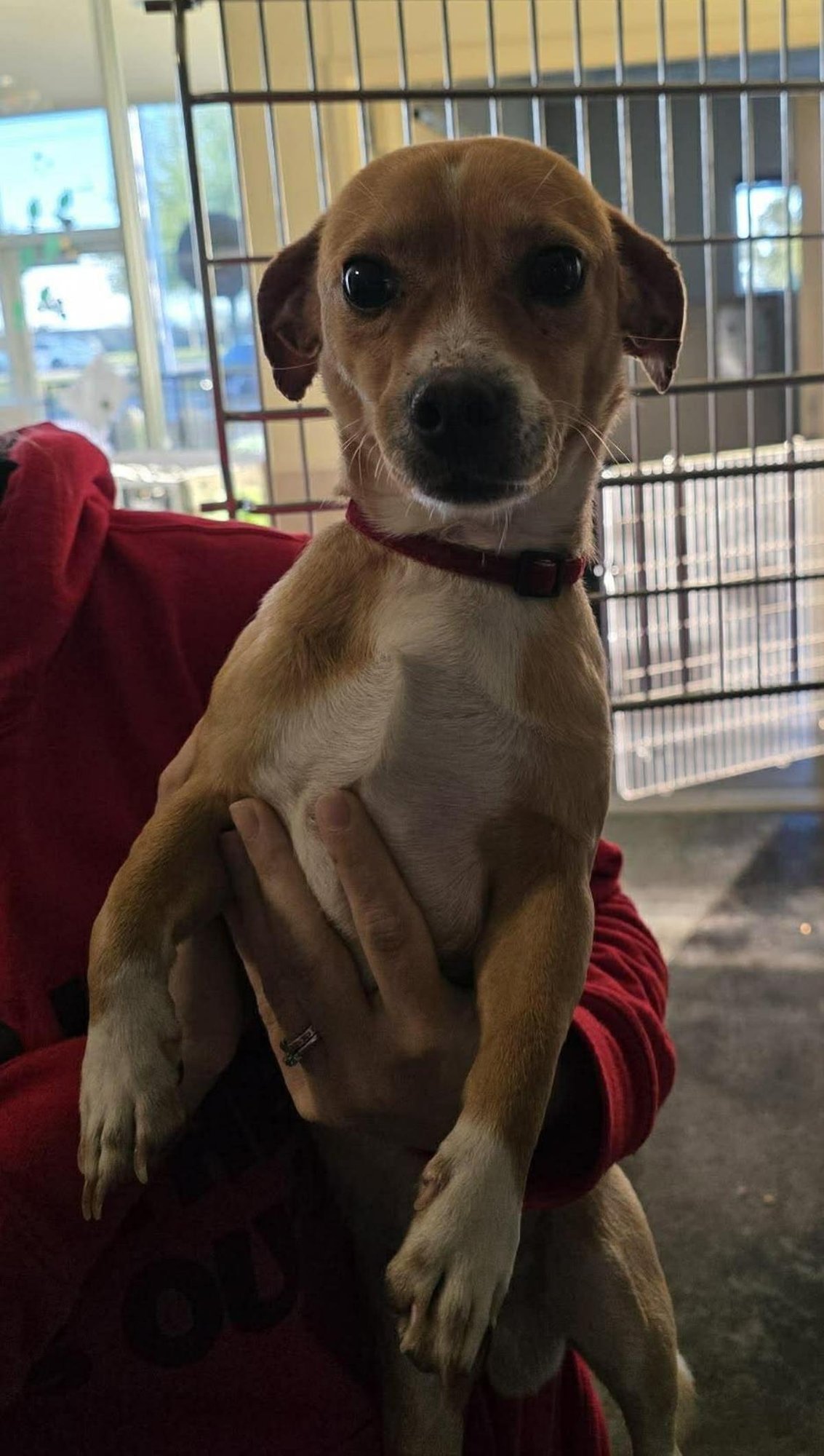 RIO - Chihuahua / Dachshund available for adoption