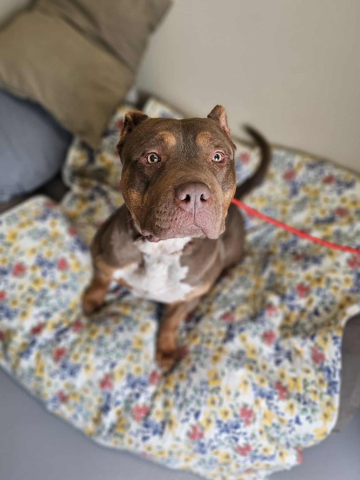 CALLIE - American Bulldog / American Staffordshire Terrier available for adoption