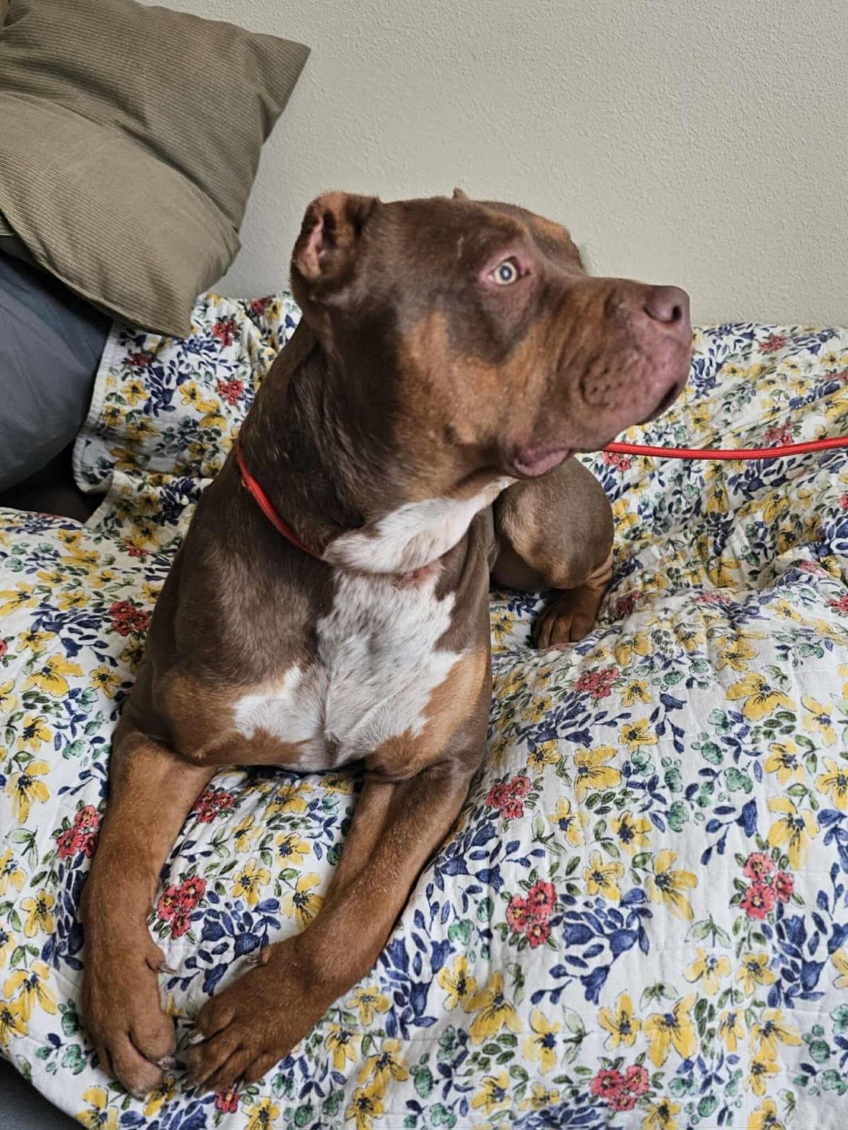 CALLIE - American Bulldog / American Staffordshire Terrier available for adoption