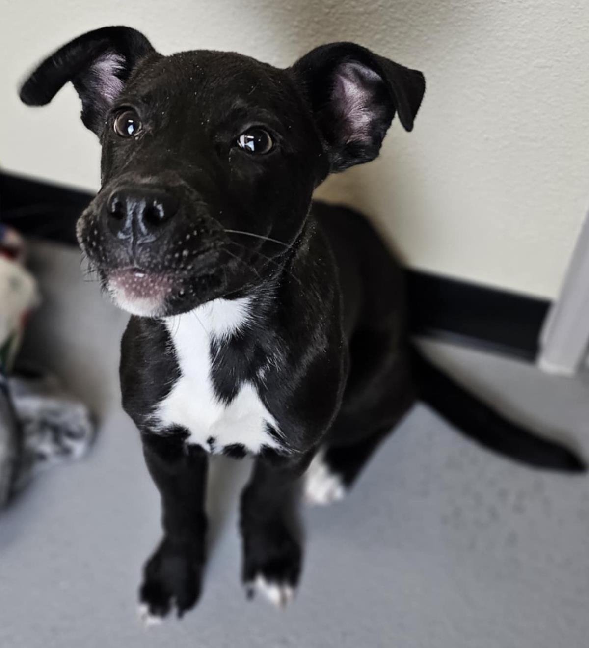 KOEN - Labrador Retriever / Collie available for adoption