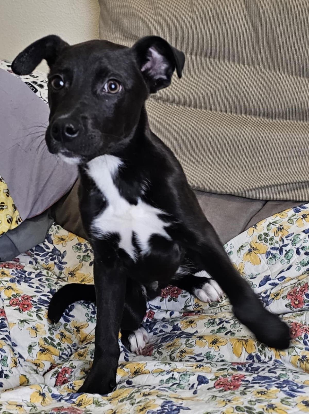 KOEN - Labrador Retriever / Collie available for adoption