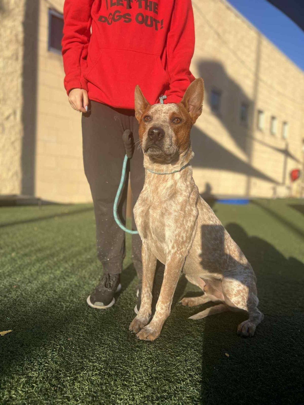 COWBOY- $75 ADOPTION FEE! DIAMOND DOG! - Australian Cattle Dog/Blue Heeler available for adoption