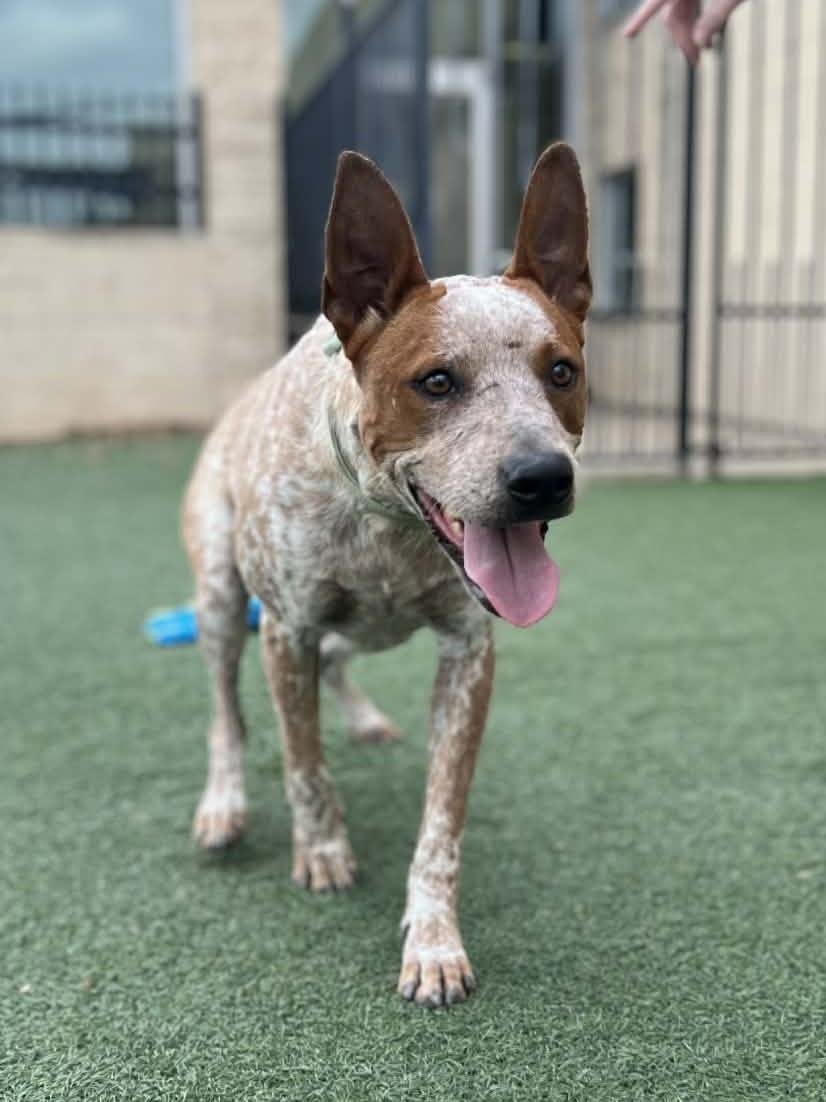 Cowboy- $75 Adoption Fee! Diamond Dog! - Photo 4