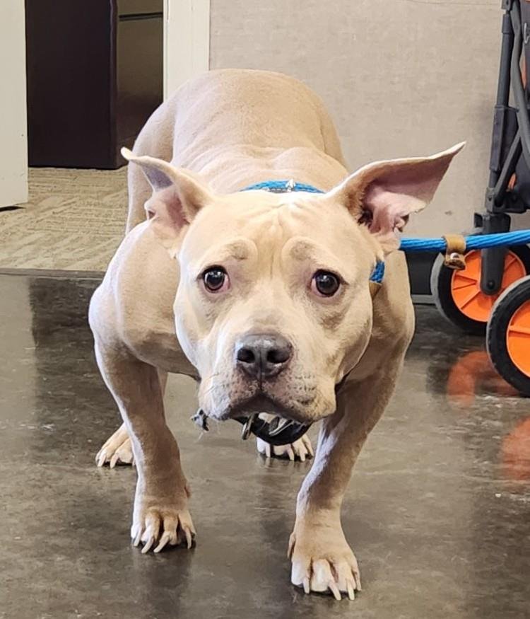 FOUND STRAY: BUNNY - Staffordshire Bull Terrier available for adoption