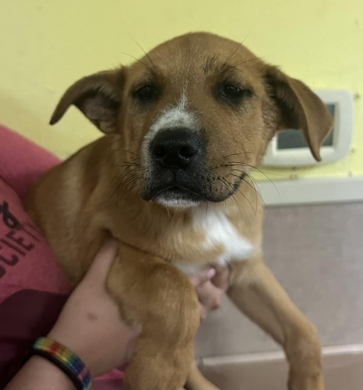 PAULIE - Labrador Retriever / Great Pyrenees available for adoption