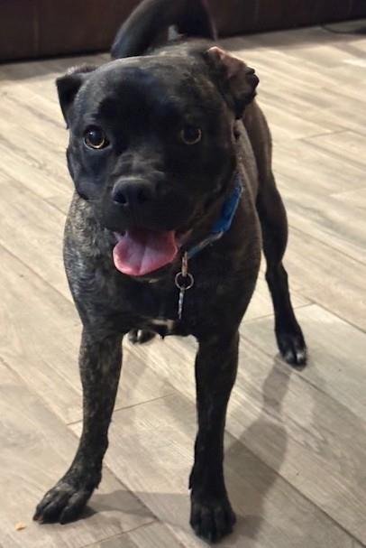 FRANKIE- IN FOSTER - Pug / Terrier available for adoption