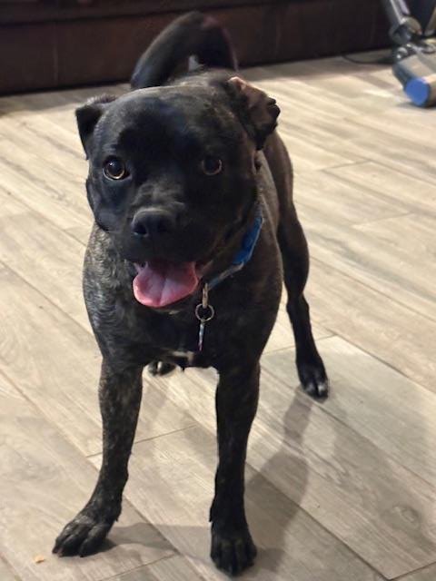 FRANKIE- IN FOSTER - Pug / Terrier available for adoption