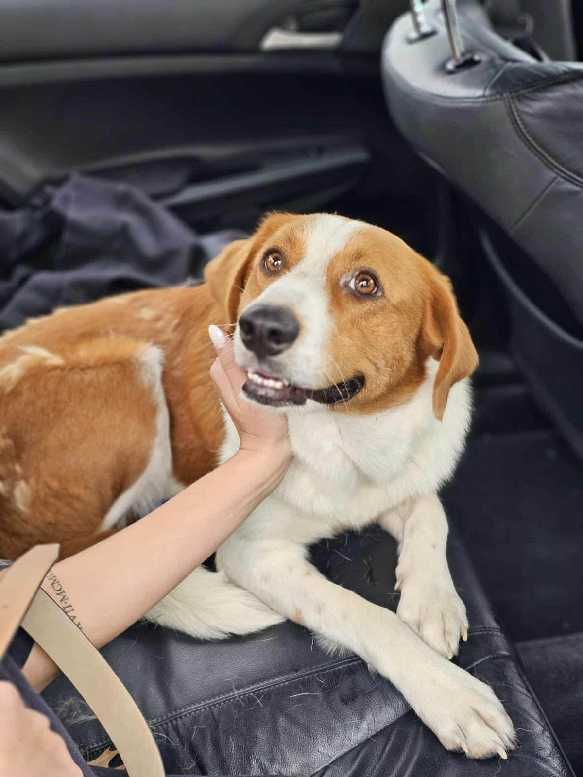 WINN-DIXIE - Australian Shepherd / Hound available for adoption