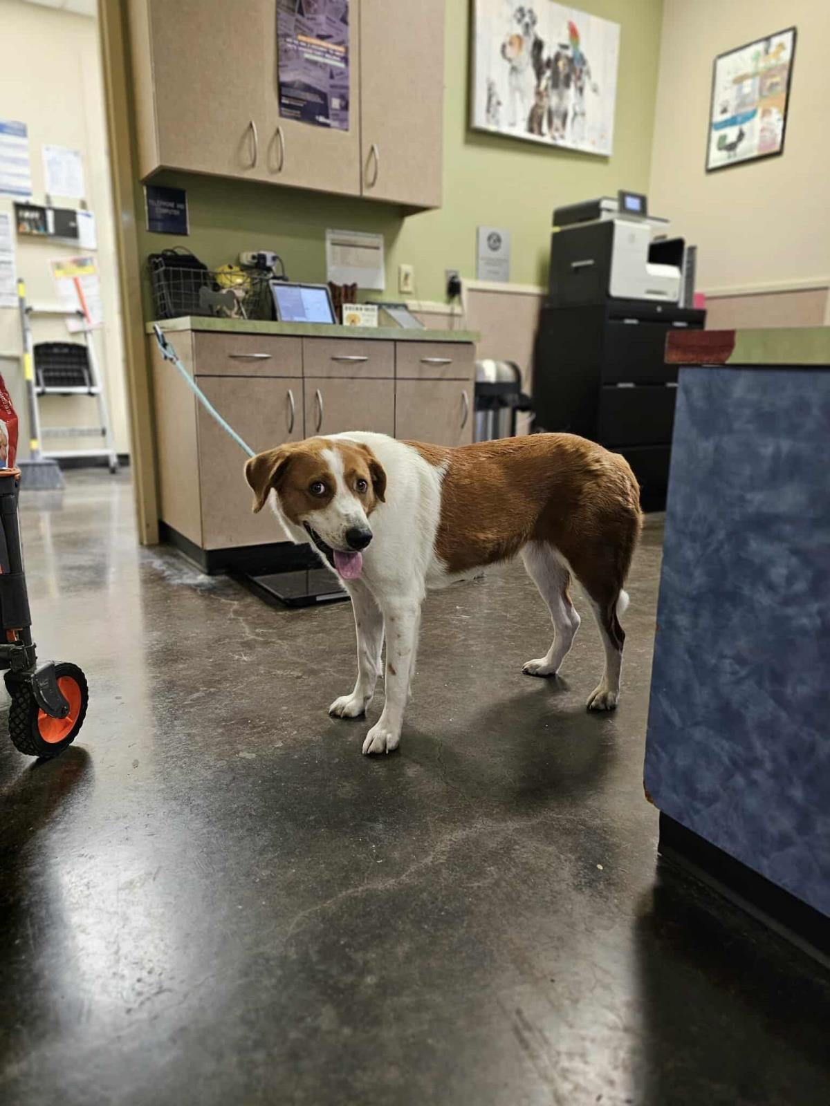 WINN-DIXIE - Australian Shepherd / Hound available for adoption