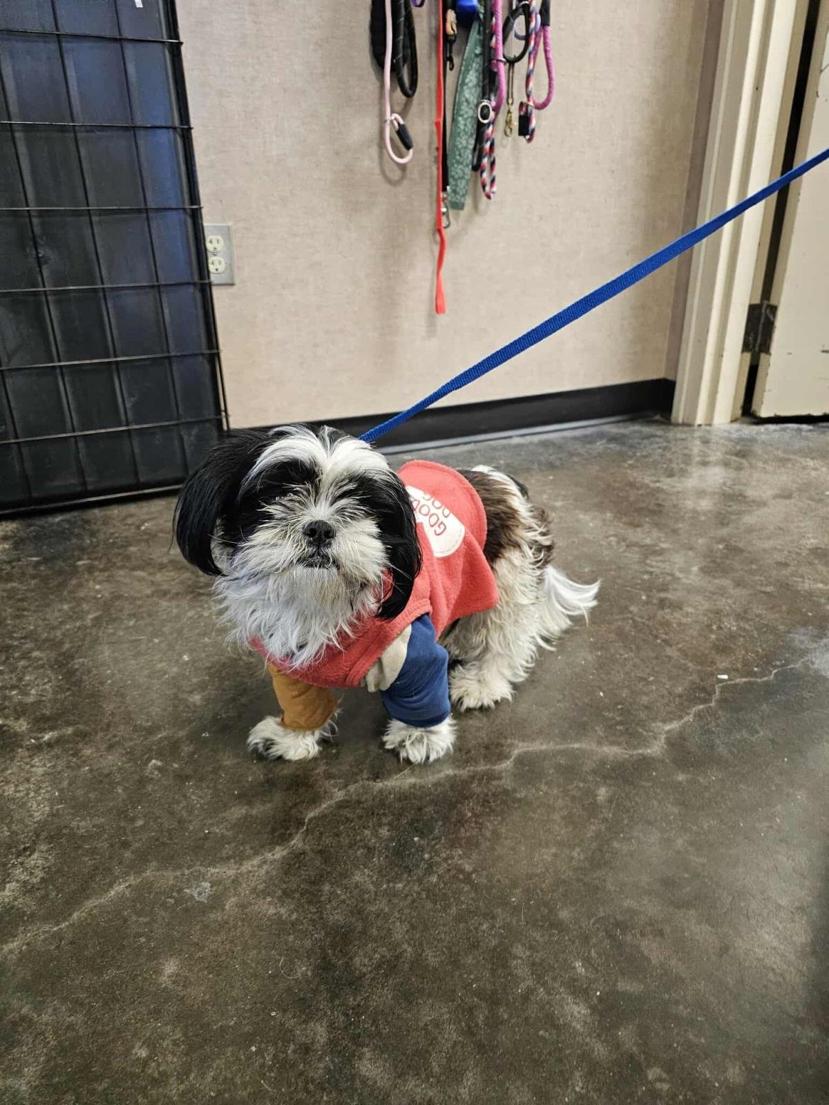 FOUND STRAY: ROCKY - Shih Tzu available for adoption