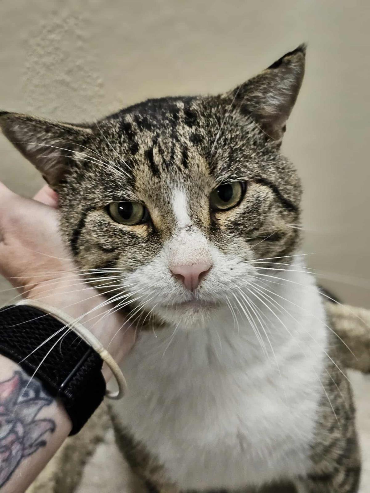 BOBBY - Domestic Short Hair available for adoption