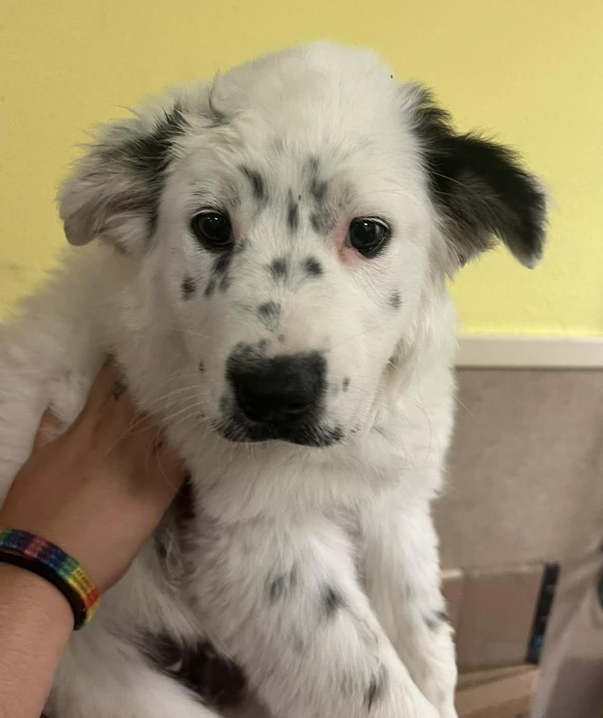 FOUND STRAY: PATCH - Setter / Great Pyrenees available for adoption