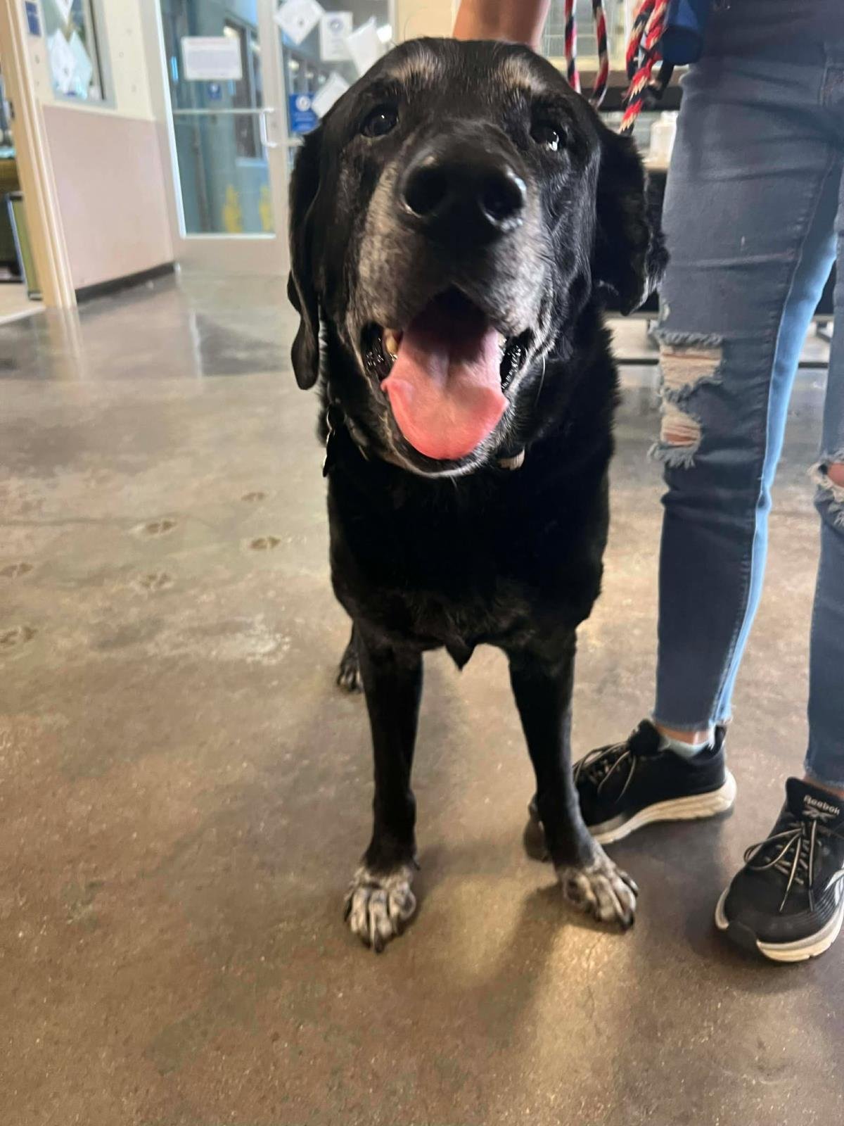 APOLLO - Labrador Retriever available for adoption