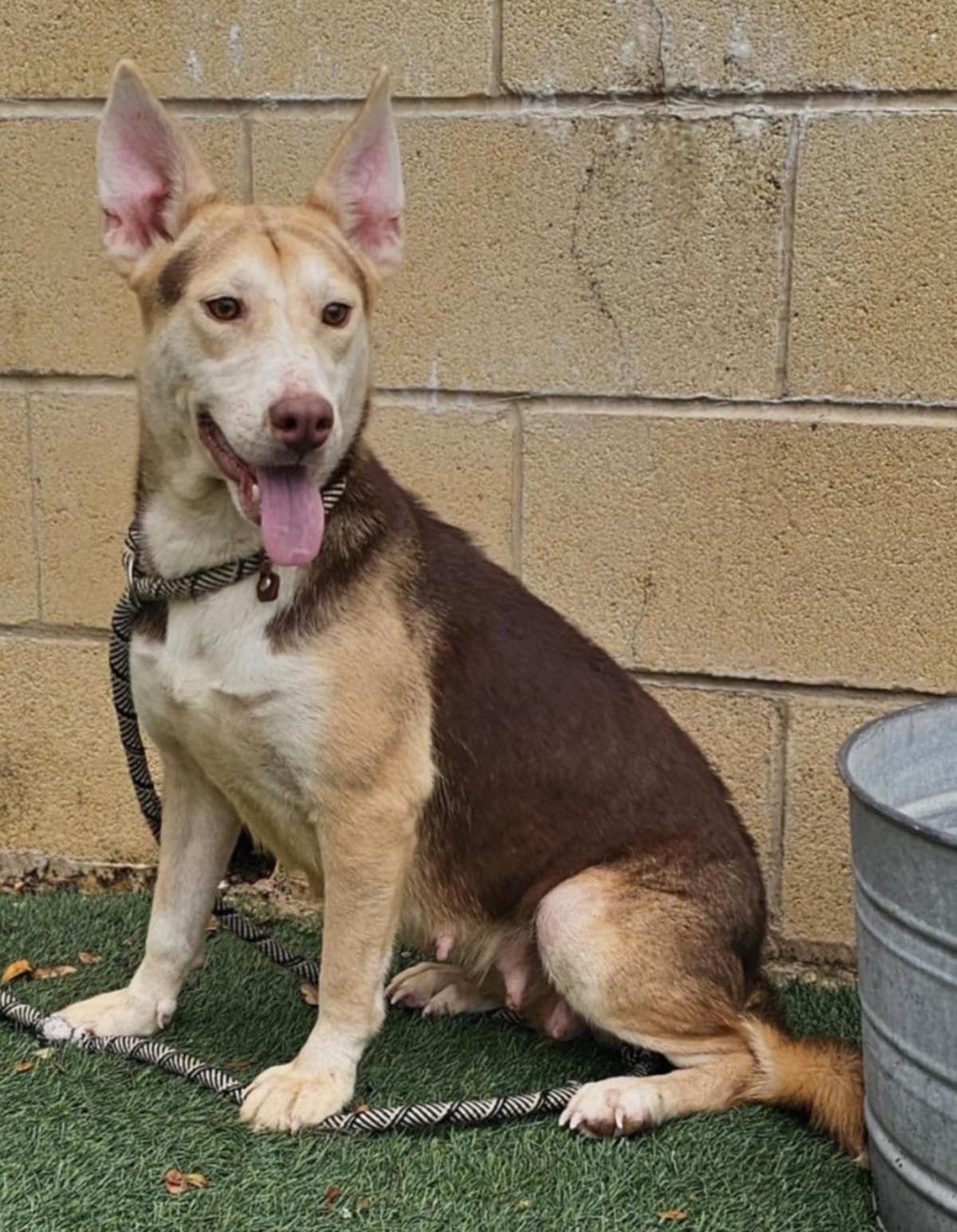 LIL BIT - Shepherd / Husky available for adoption