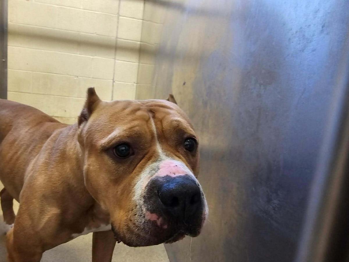 HONEY BUN - American Bulldog available for adoption