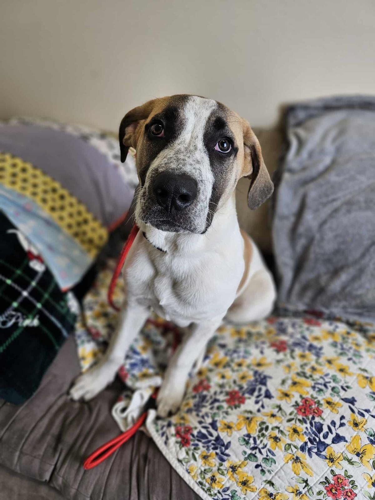 DASH - Great Pyrenees / Hound available for adoption