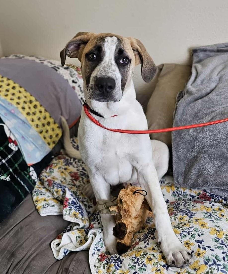 DASH - Great Pyrenees / Hound available for adoption