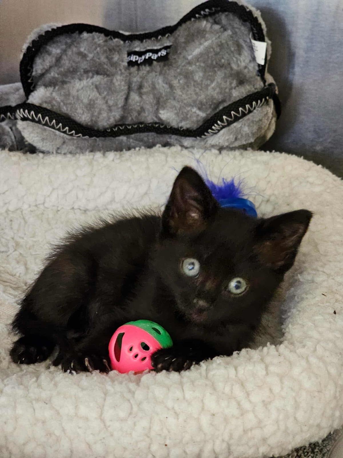 BETTY BOOP- IN FOSTER! - Domestic Short Hair available for adoption