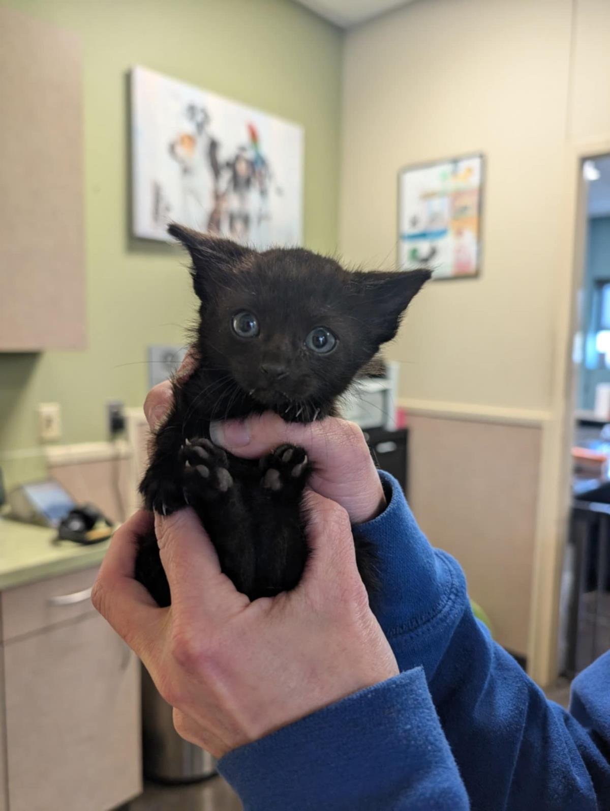 BETTY BOOP- IN FOSTER! - Domestic Short Hair available for adoption