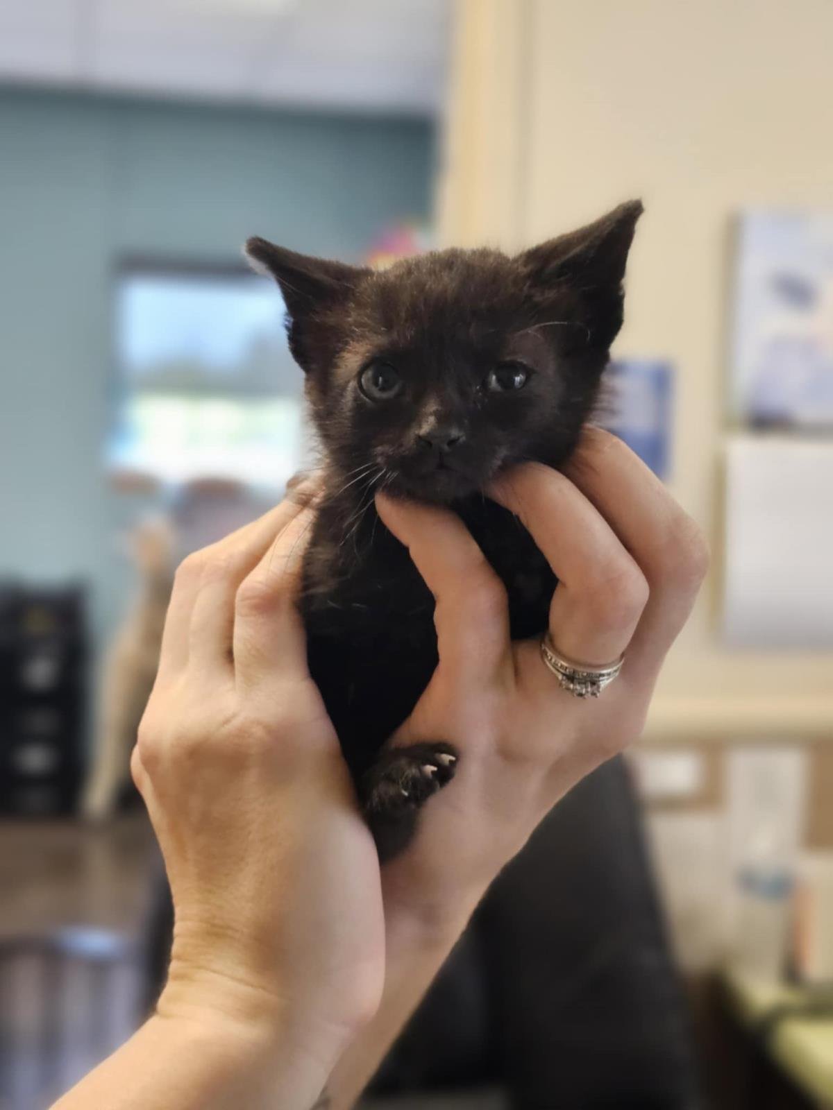 Betty Boop- In Foster! - Photo 3