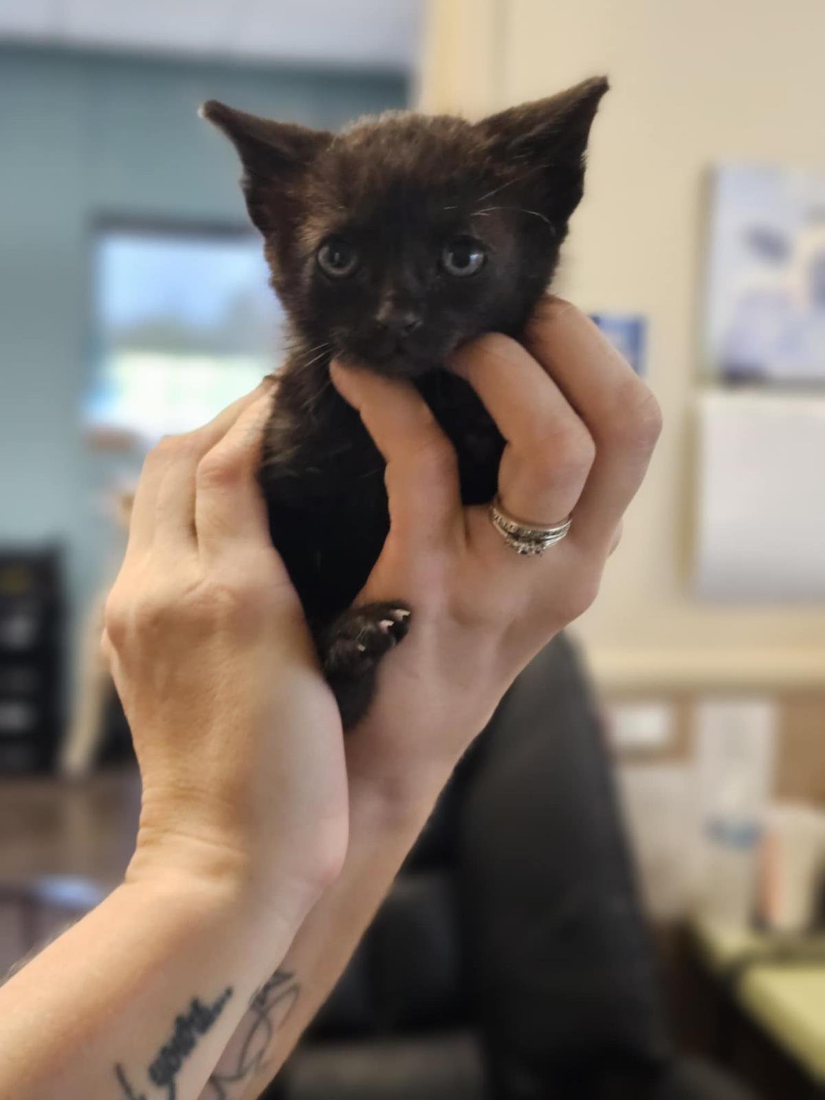 Betty Boop- In Foster! - Photo 4