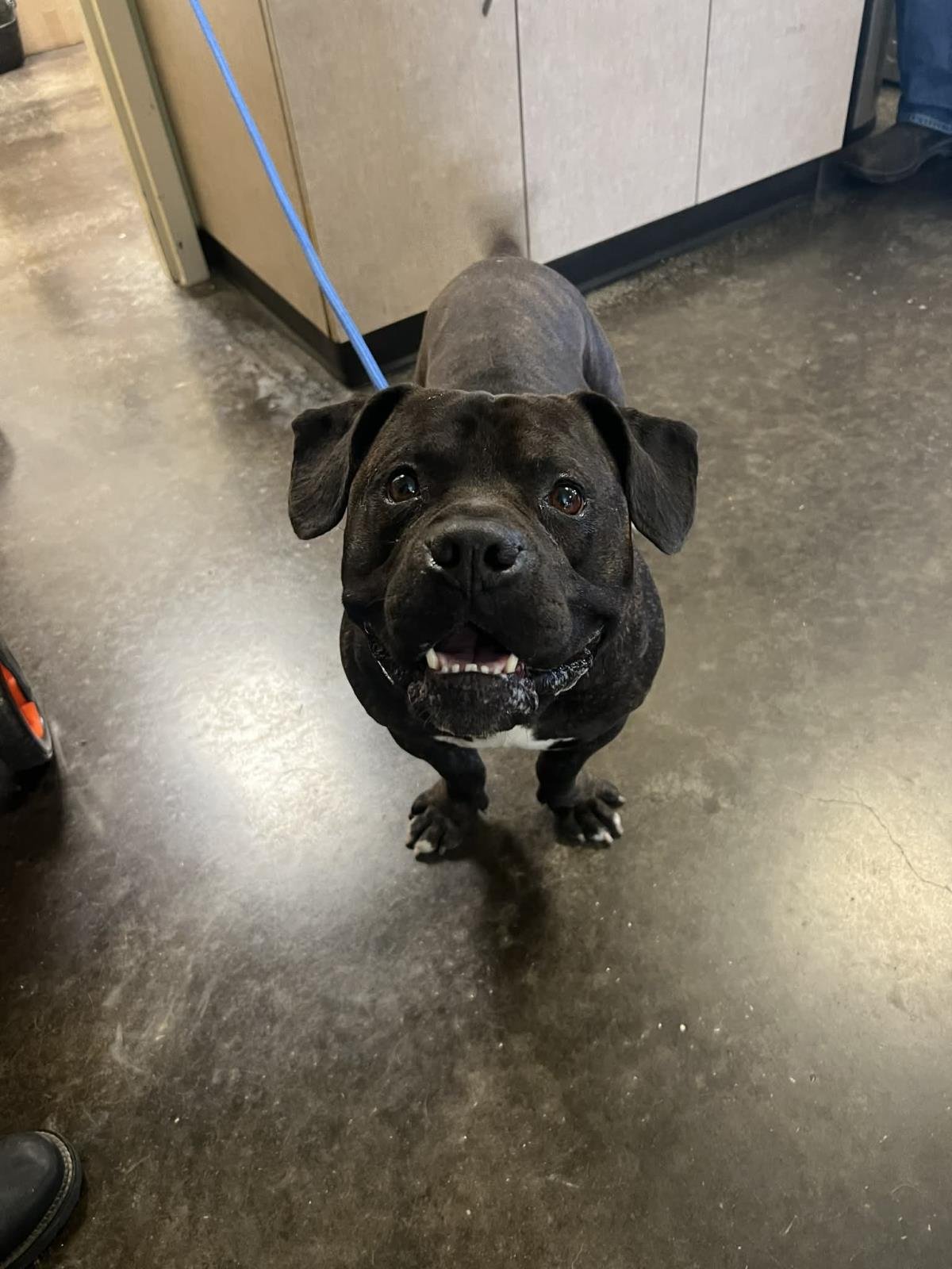 MEATLOAF - American Staffordshire Terrier / English Bulldog available for adoption