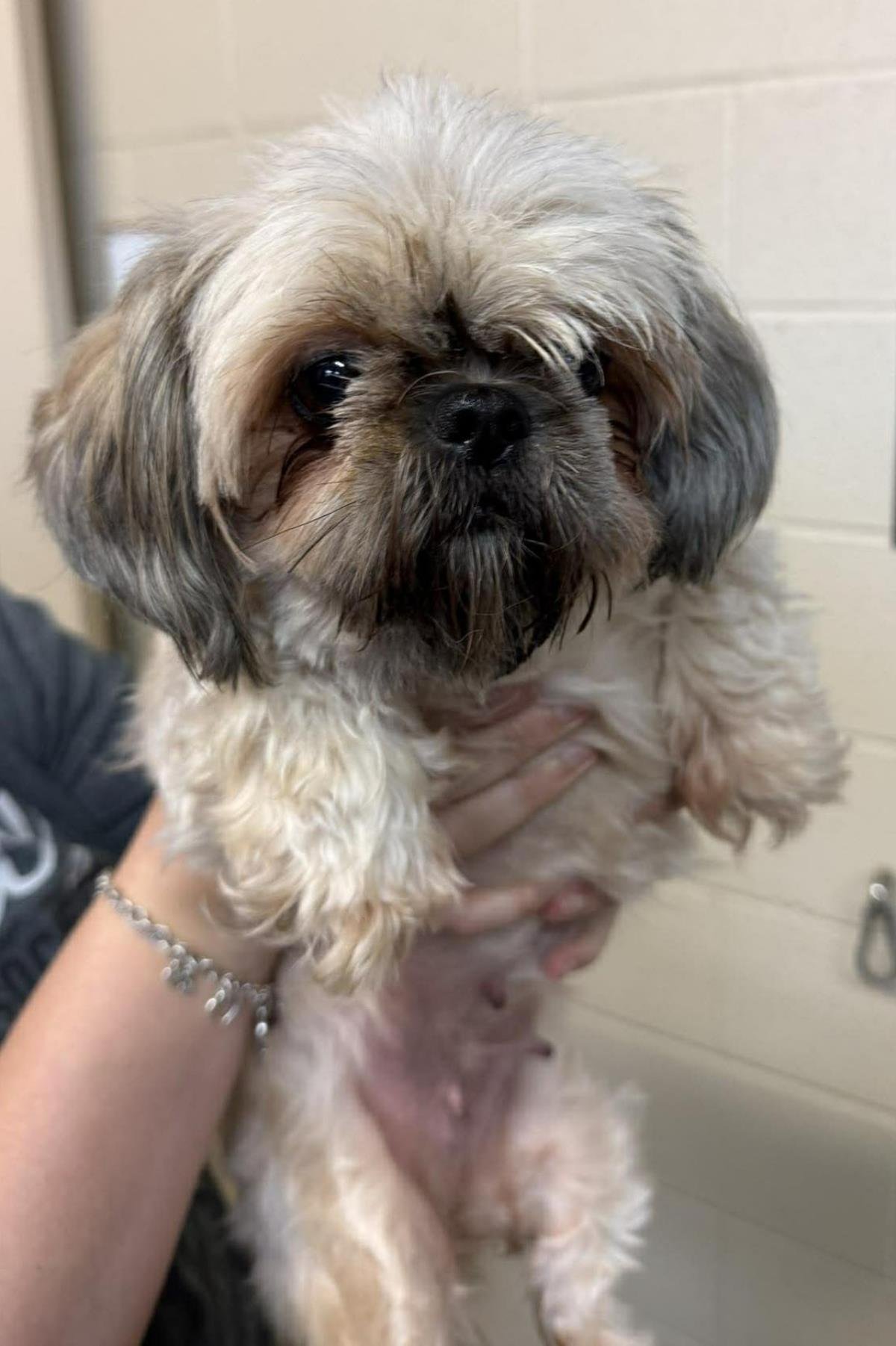 FOUND STRAY: SCHISPITA - Shih Tzu available for adoption