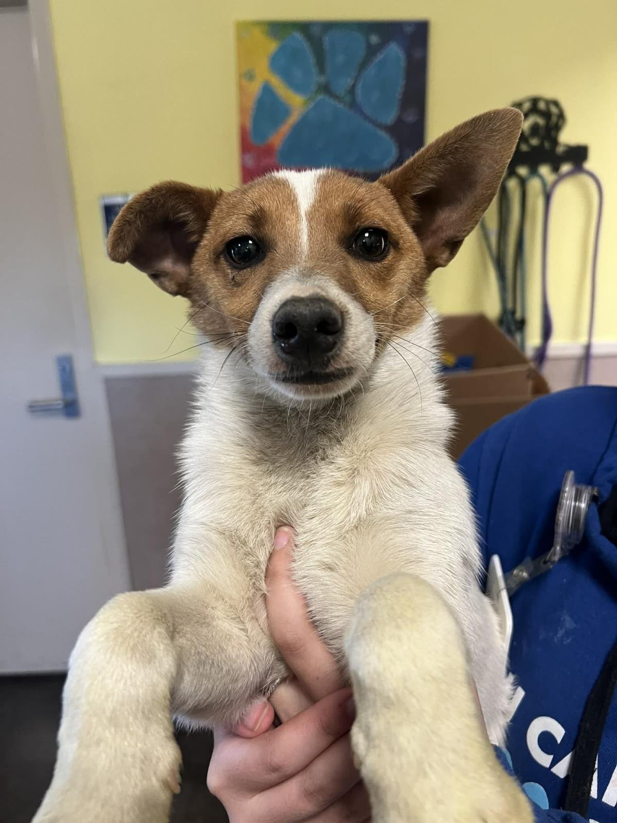 DUCKY - Jack Russell Terrier / Parson Russell Terrier available for adoption