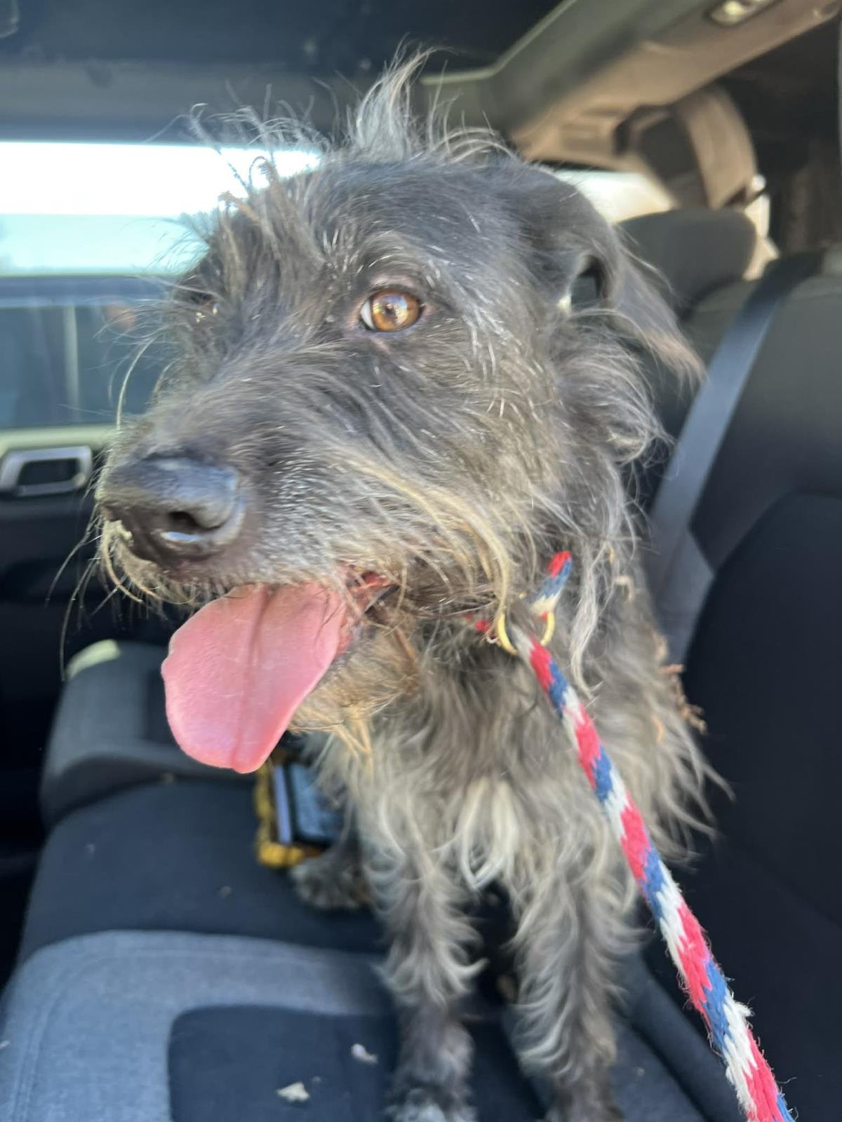 FOUND STRAY: BUNNY - Schnauzer available for adoption