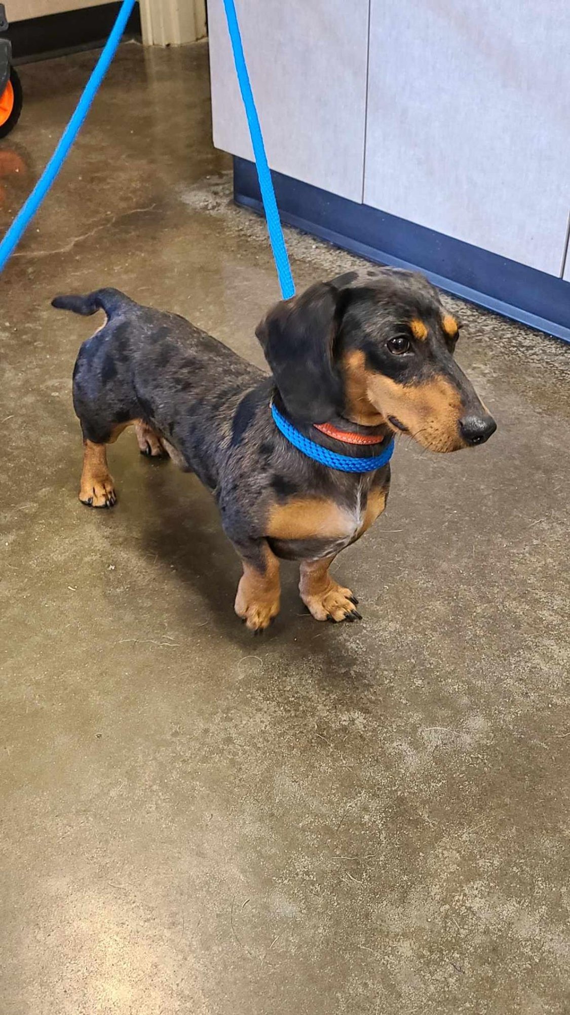 FOUND STRAY: GERALD - Dachshund available for adoption
