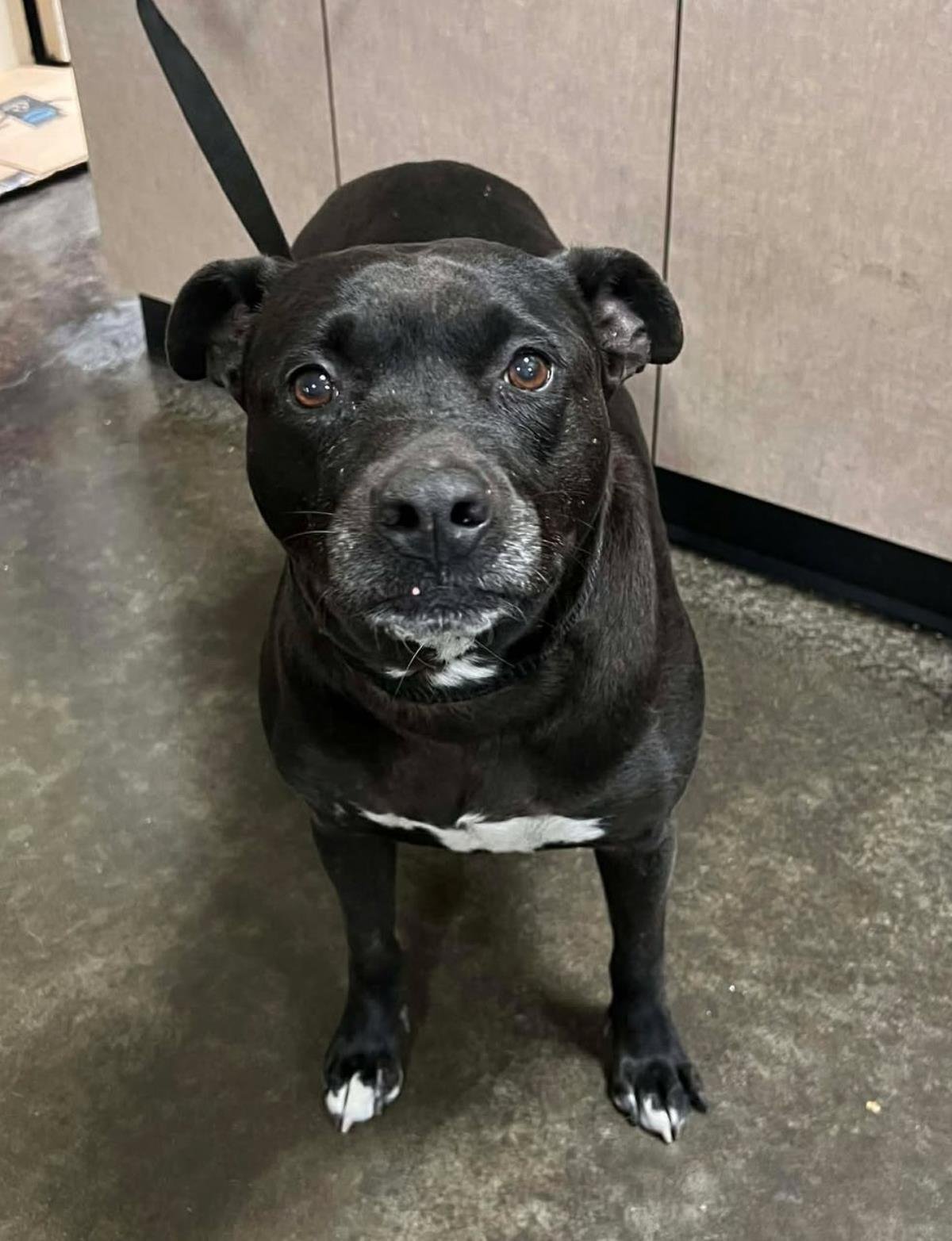 FOUND STRAY: SADIE - Labrador Retriever / American Pit Bull Terrier available for adoption