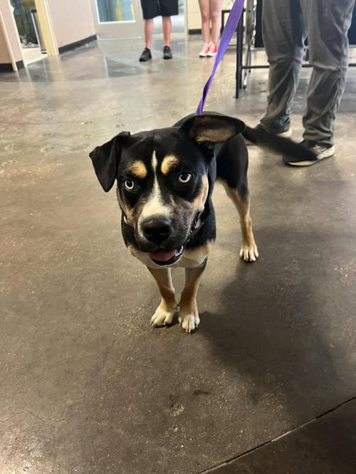 DIOR - American Staffordshire Terrier / Husky available for adoption