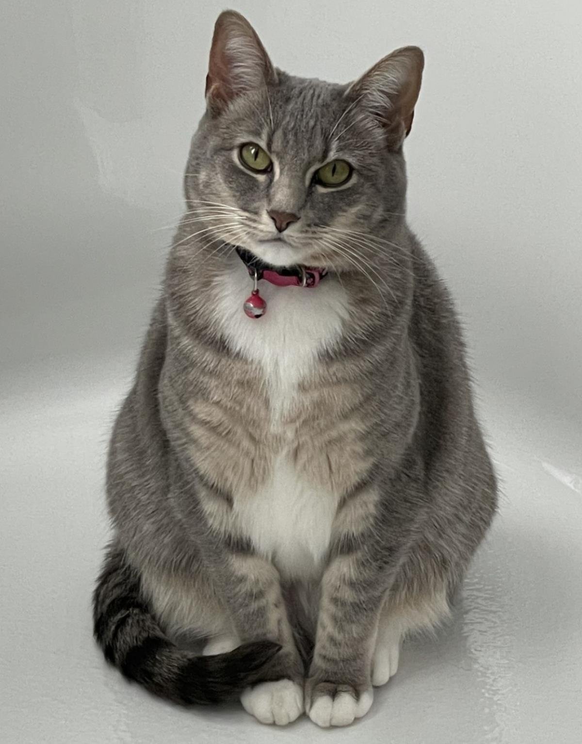 BAILEY - Domestic Short Hair available for adoption