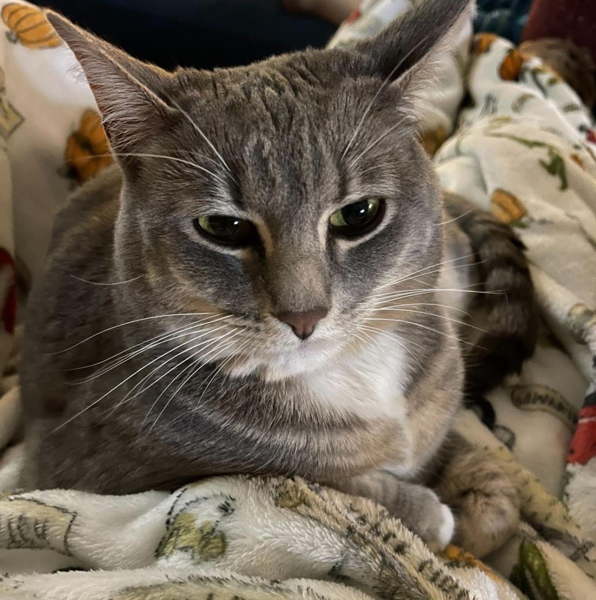 BAILEY - Domestic Short Hair available for adoption