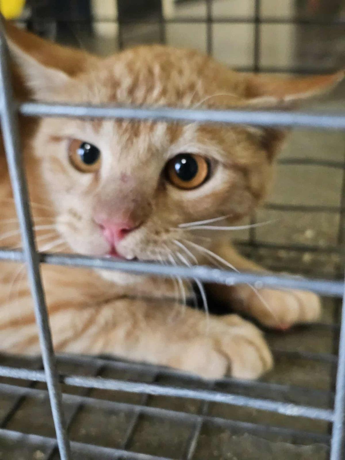 MILO - Domestic Short Hair available for adoption