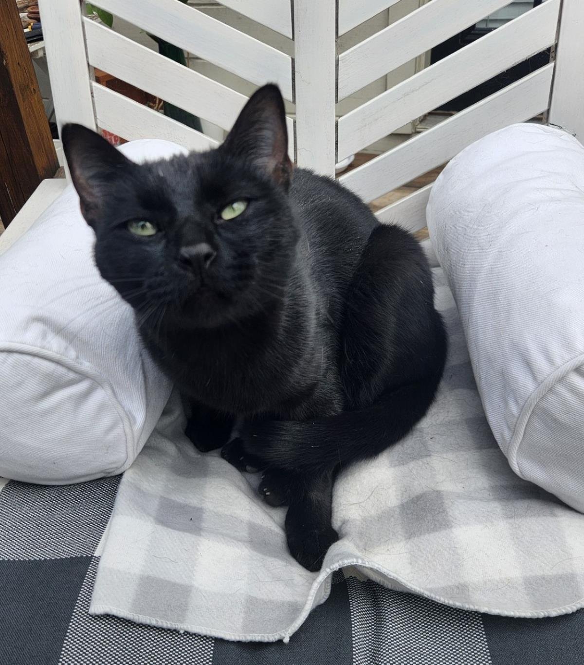 ANNIE - Domestic Short Hair available for adoption