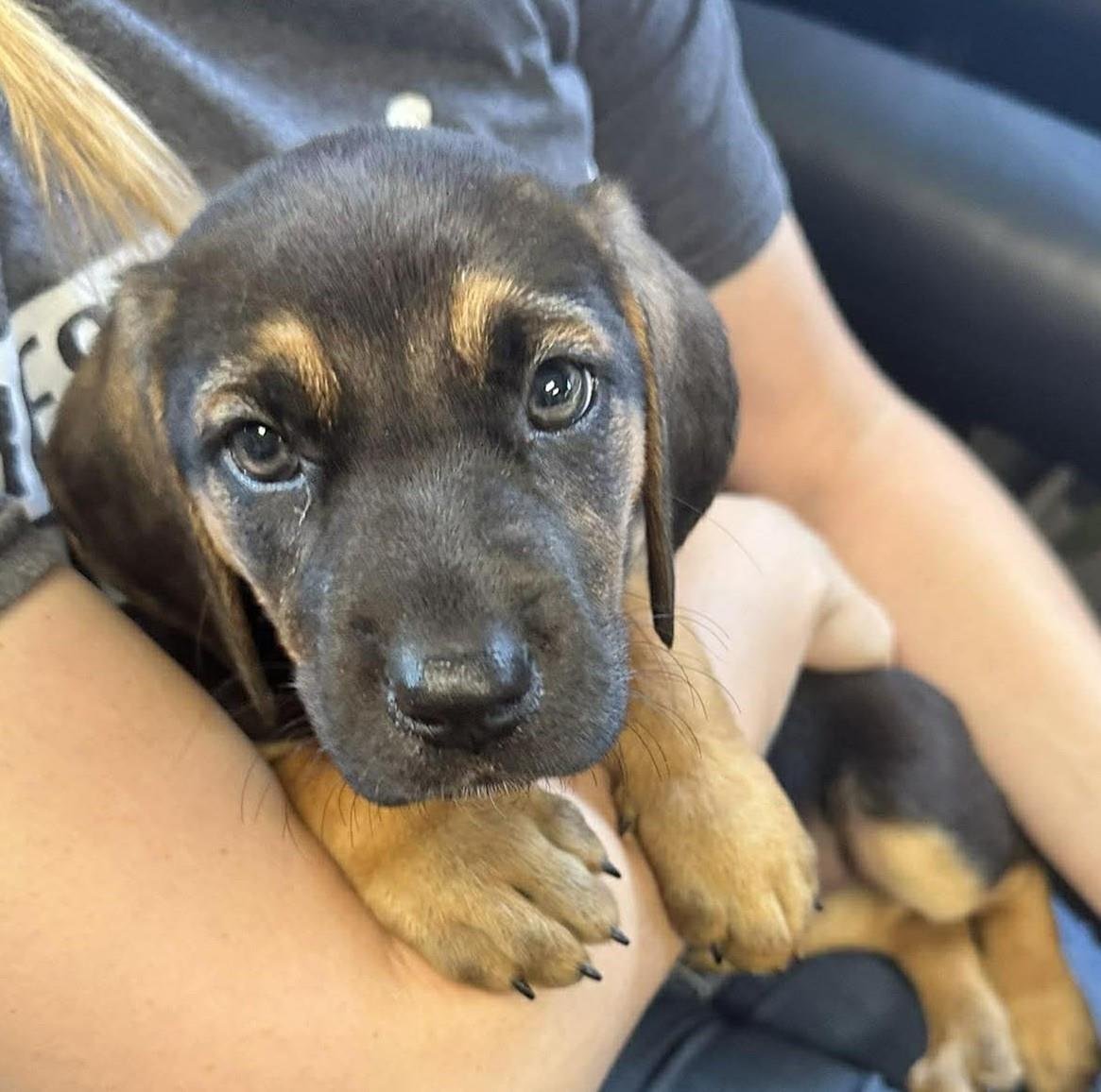 TORY - Bloodhound / Shepherd available for adoption