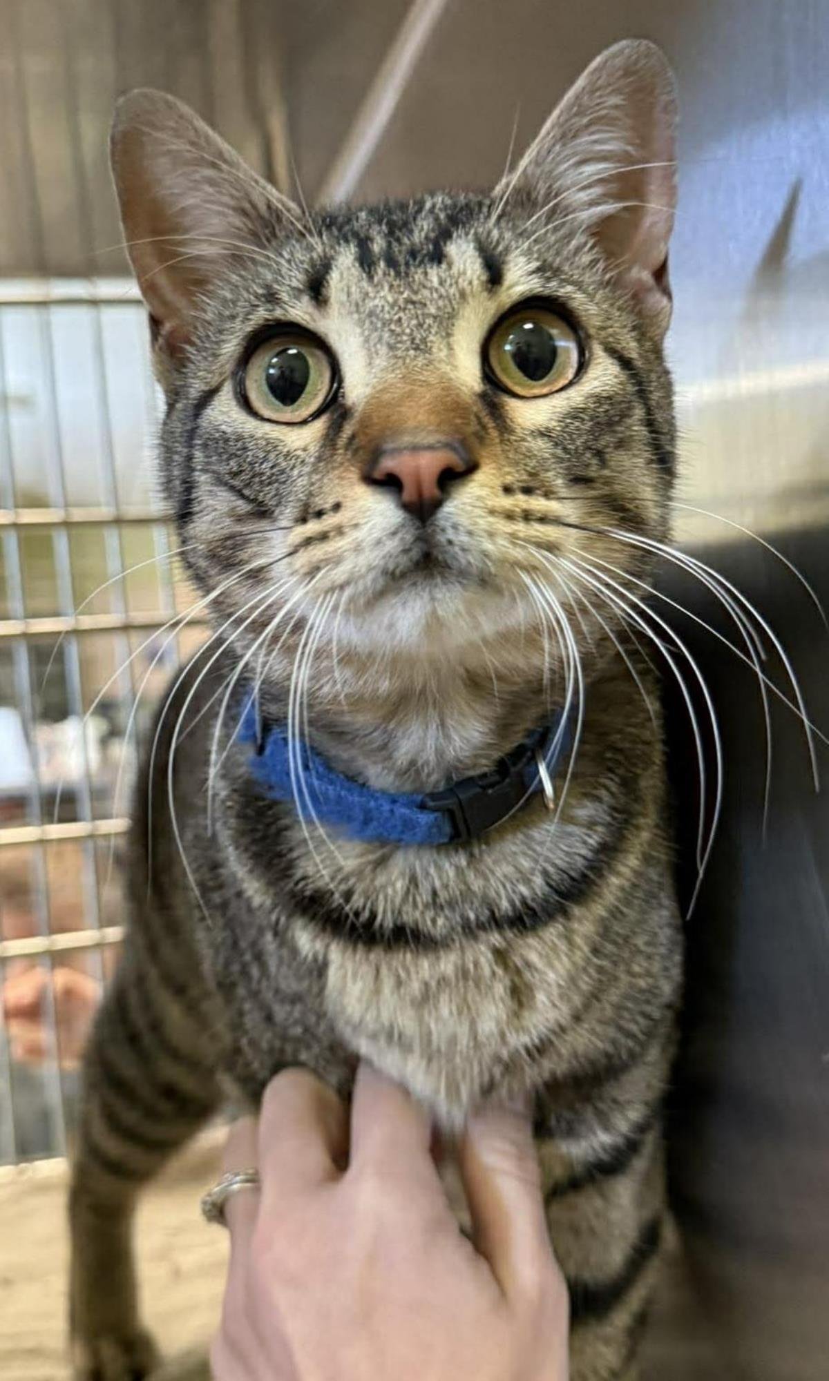 LUKE - Domestic Short Hair available for adoption