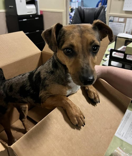 DIXIE - Dachshund / Jack Russell Terrier available for adoption