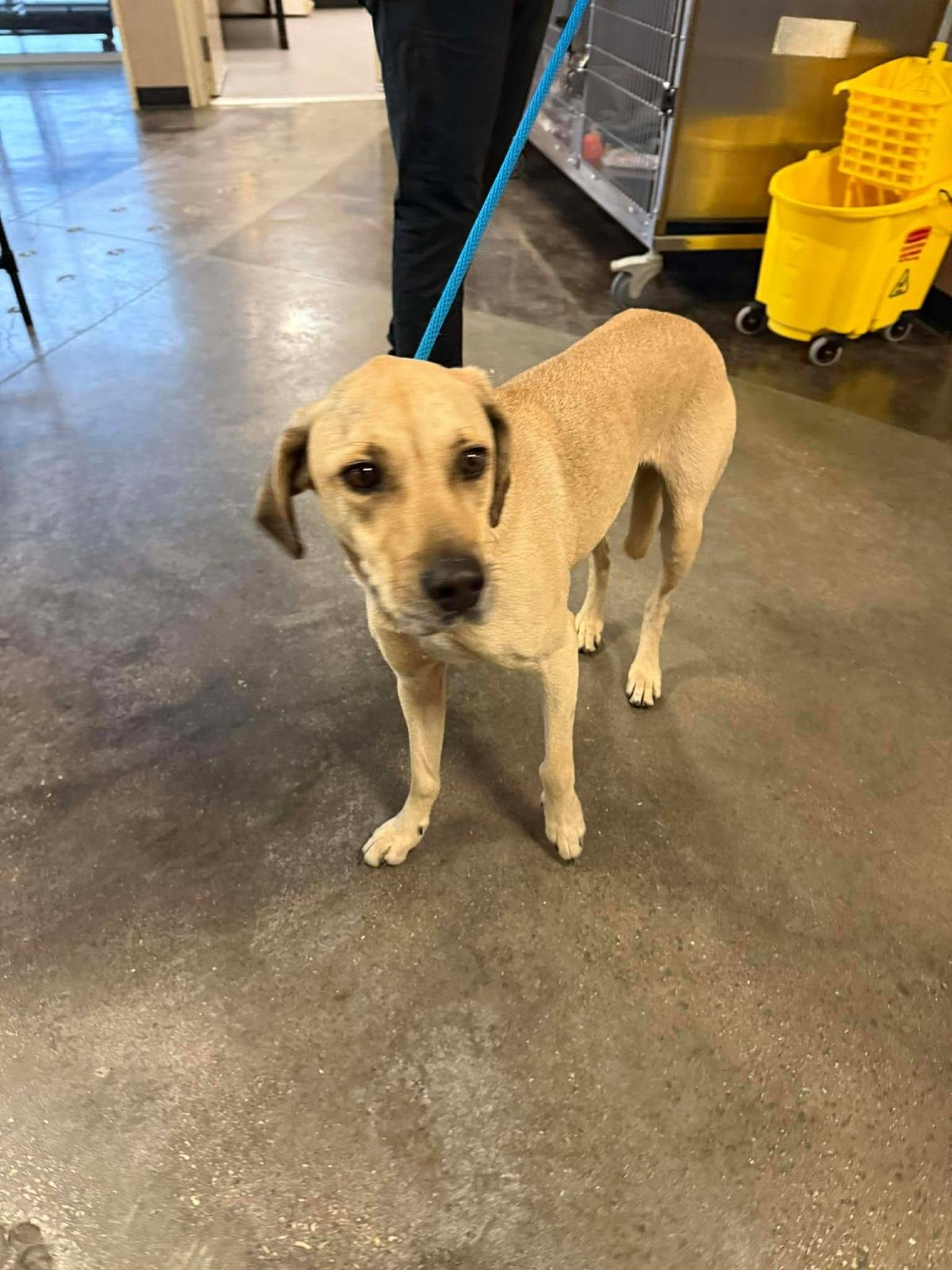 FOUND STRAY: DOZER - Black Mouth Cur / Hound available for adoption