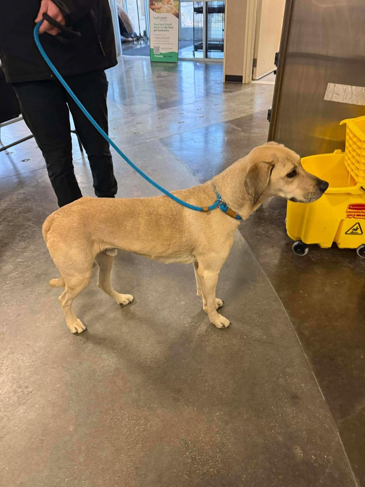 FOUND STRAY: DOZER - Black Mouth Cur / Hound available for adoption