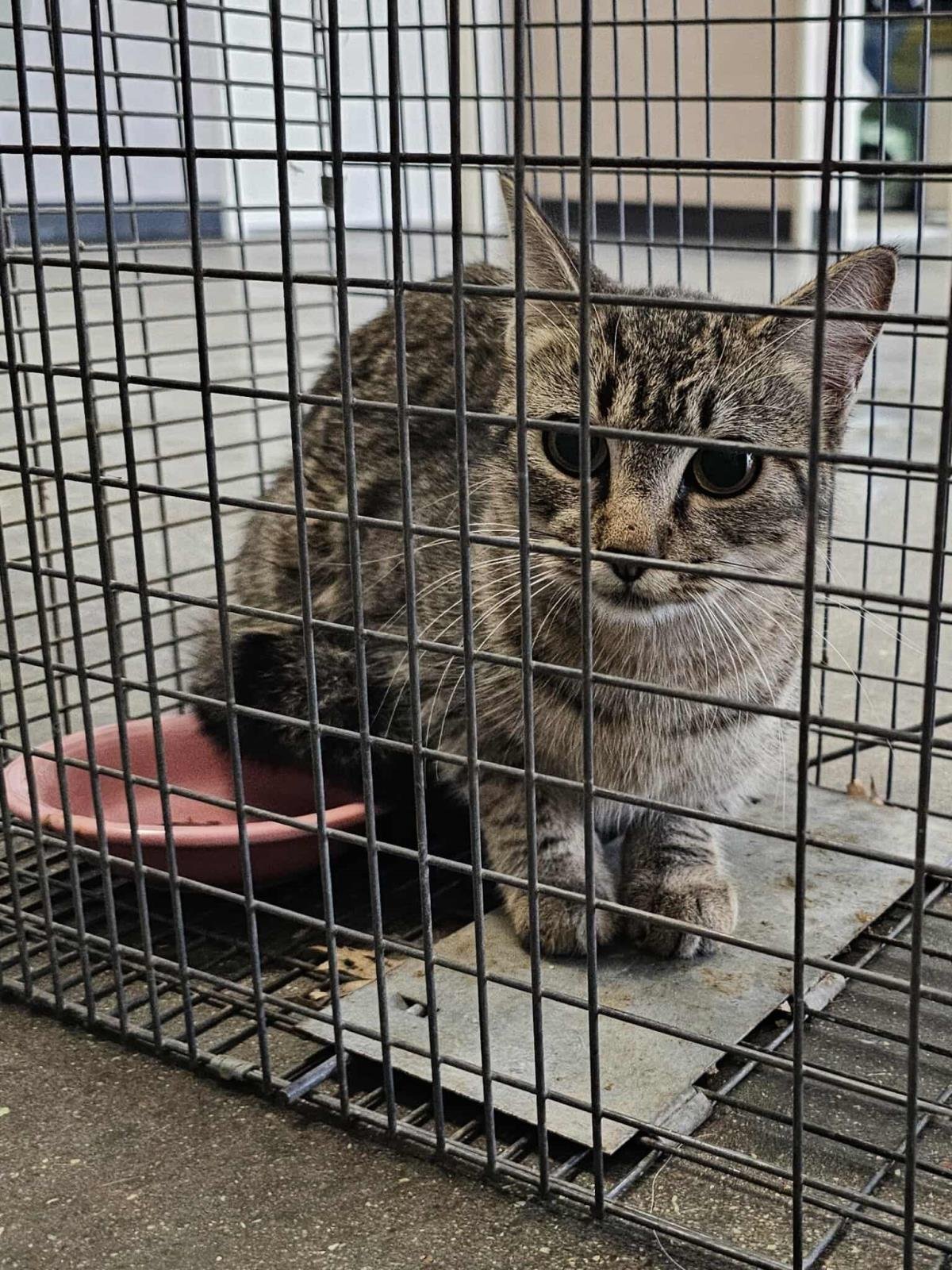 TIGER - Domestic Short Hair available for adoption