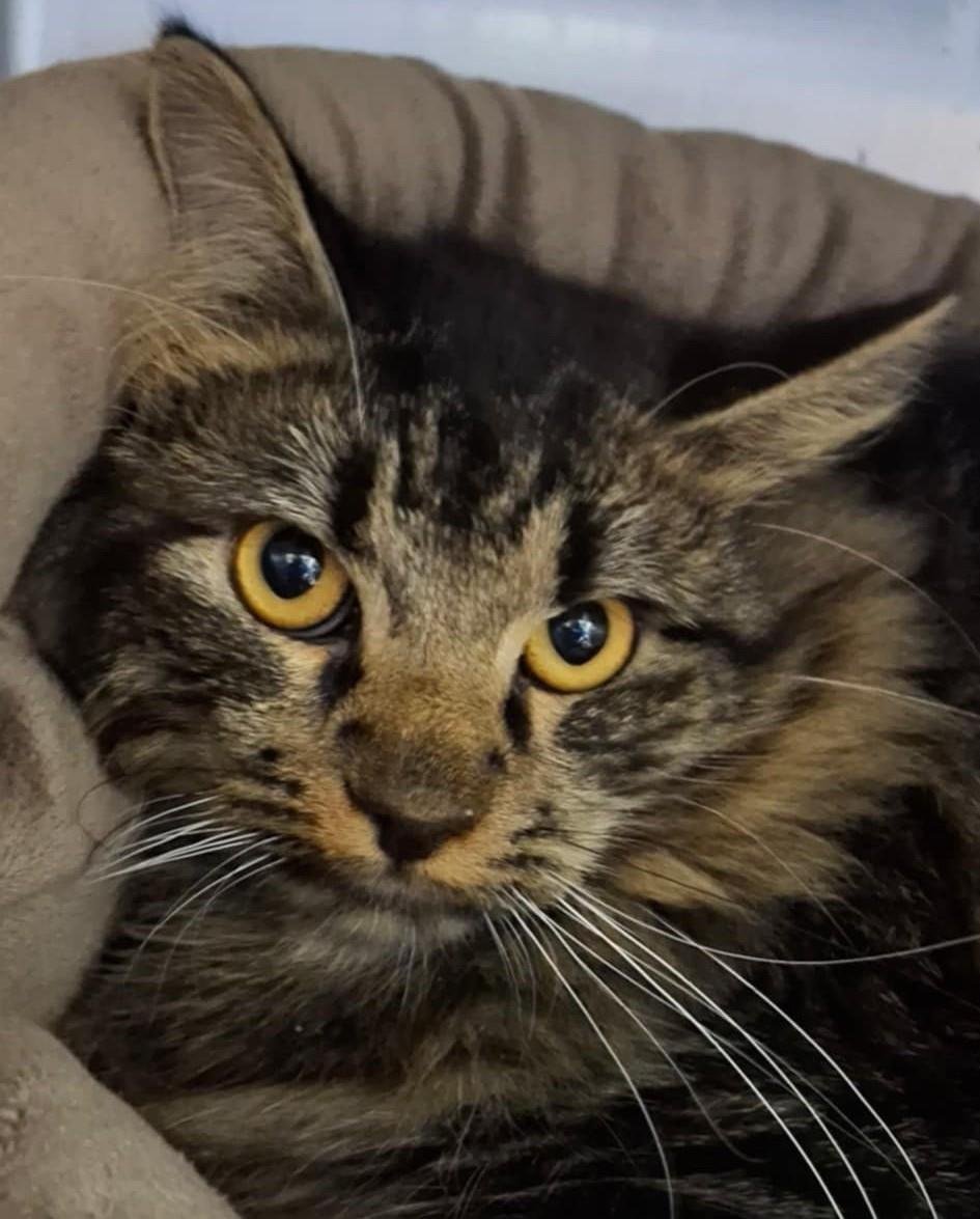 ACORN - Domestic Medium Hair available for adoption