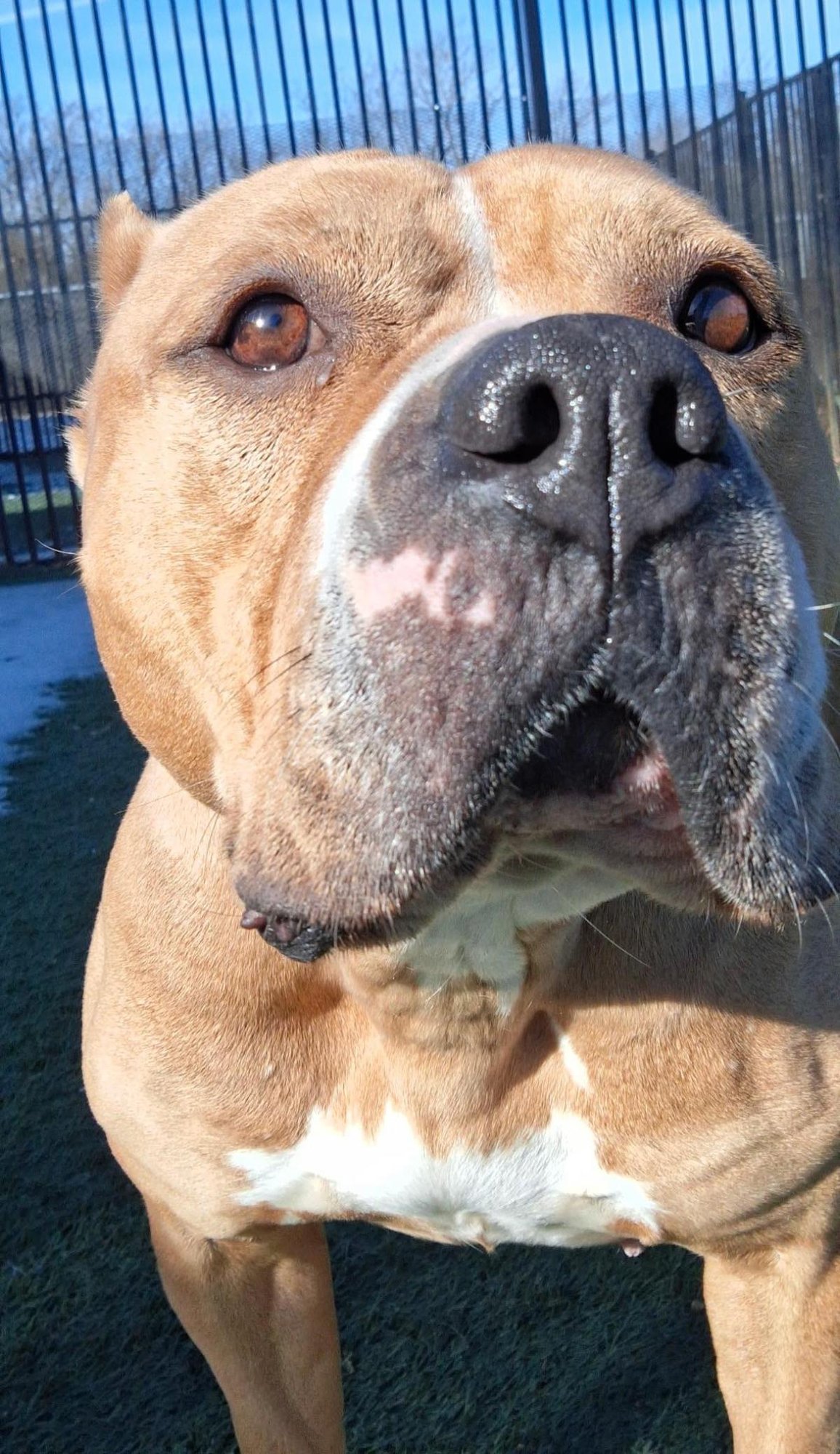 HONEY BUN - American Bulldog available for adoption